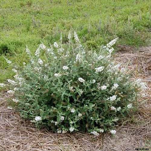 The Full Spectrum of Buddleia: 17 of the Best Butterfly Bush Cultivars