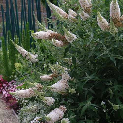 The Full Spectrum of Buddleia: 17 of the Best Butterfly Bush Cultivars