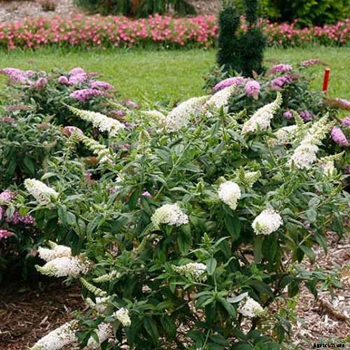 The Full Spectrum of Buddleia: 17 of the Best Butterfly Bush Cultivars