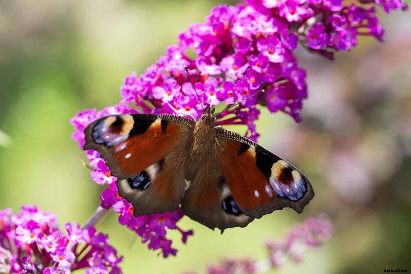 The Full Spectrum of Buddleia: 17 of the Best Butterfly Bush Cultivars
