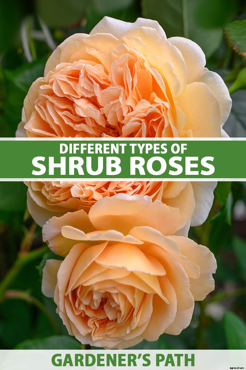 What Are the Different Types of Shrub Roses?