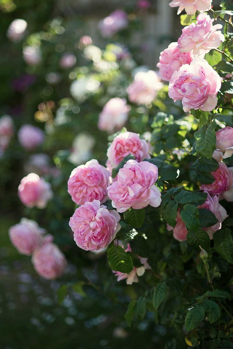 What Are the Different Types of Shrub Roses?