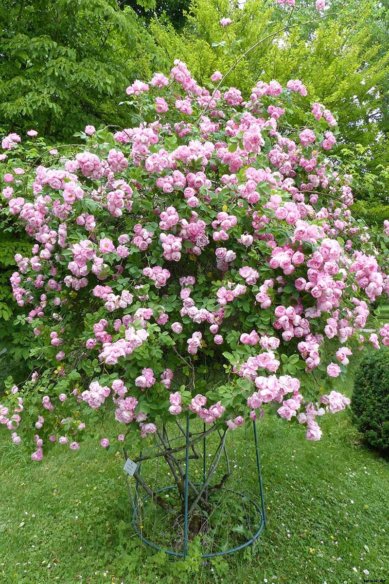What Are the Different Types of Shrub Roses?