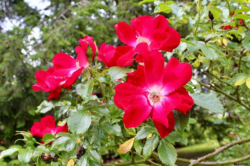 What Are the Different Types of Shrub Roses?