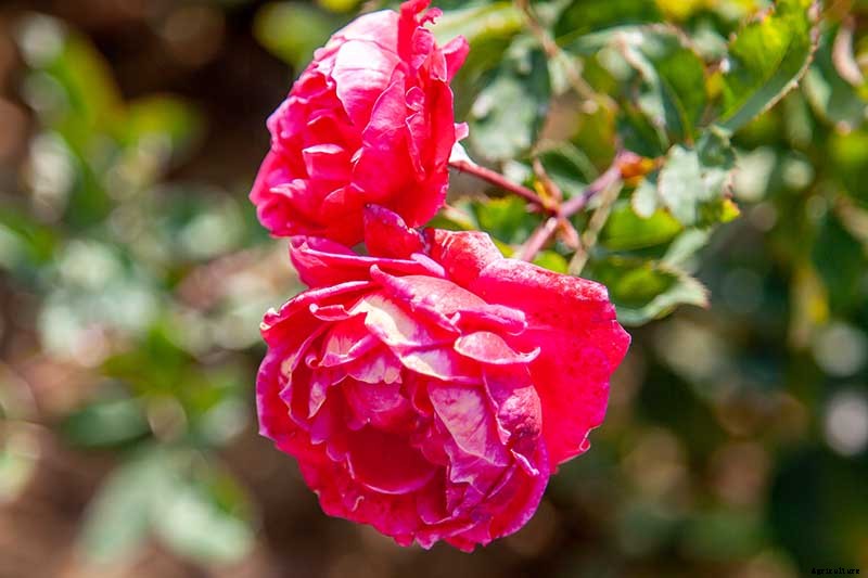What Are the Different Types of Shrub Roses?