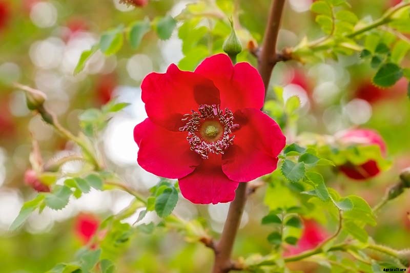 What Are the Different Types of Shrub Roses?