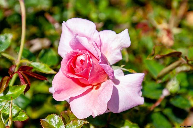 What Are the Different Types of Shrub Roses?