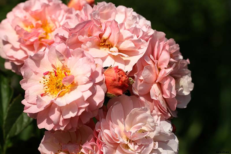What Are the Different Types of Shrub Roses?