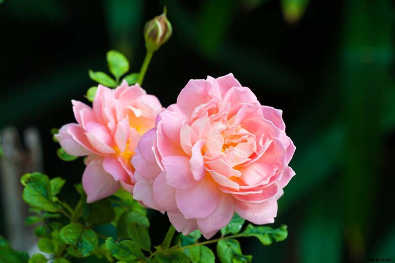 What Are the Different Types of Shrub Roses?