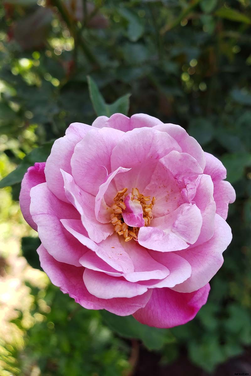 What Are the Different Types of Shrub Roses?