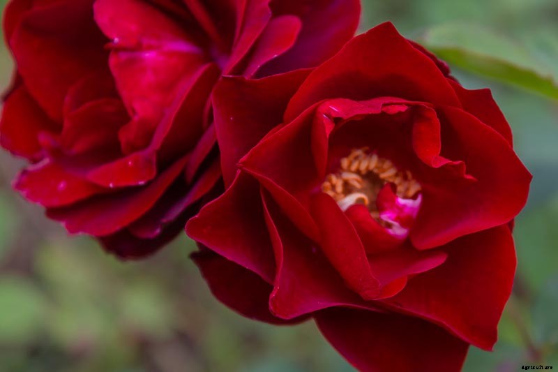 What Are the Different Types of Shrub Roses?