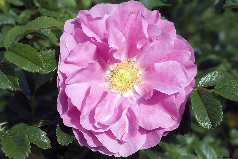 What Are the Different Types of Shrub Roses?