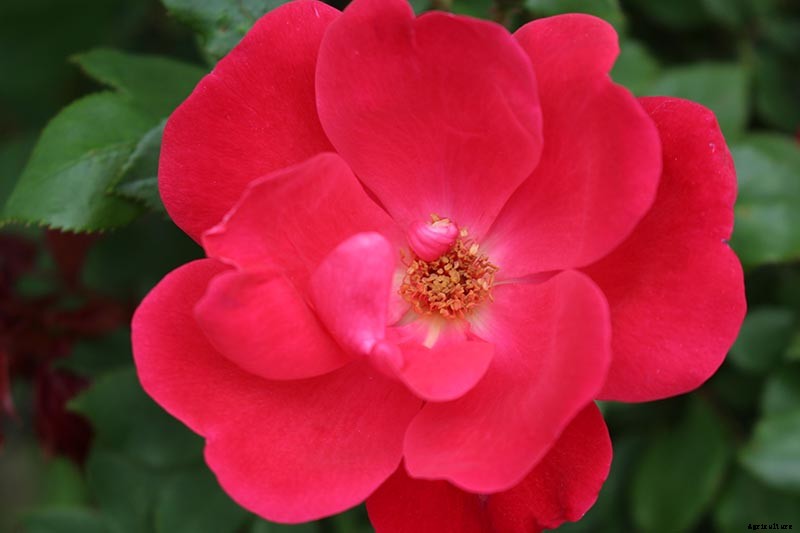 What Are the Different Types of Shrub Roses?