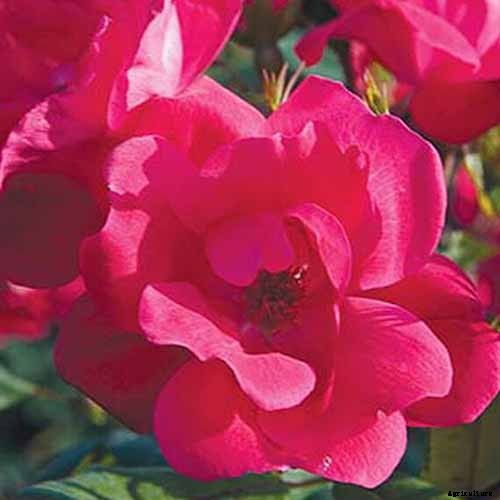 What Are the Different Types of Shrub Roses?