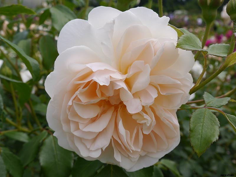 What Are the Different Types of Shrub Roses?