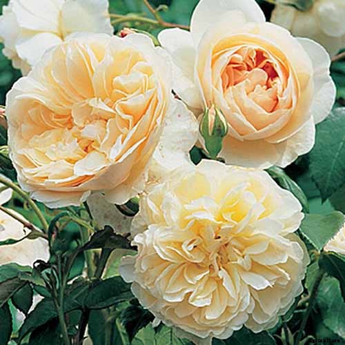 What Are the Different Types of Shrub Roses?