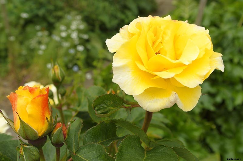 What Are the Different Types of Shrub Roses?