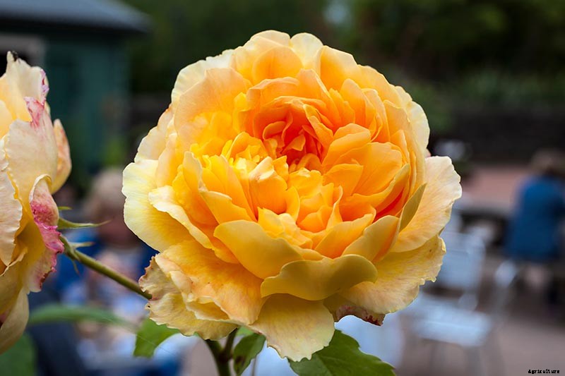 What Are the Different Types of Shrub Roses?