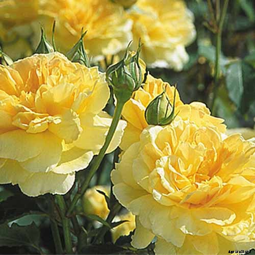 What Are the Different Types of Shrub Roses?