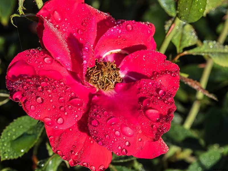 What Are the Different Types of Shrub Roses?