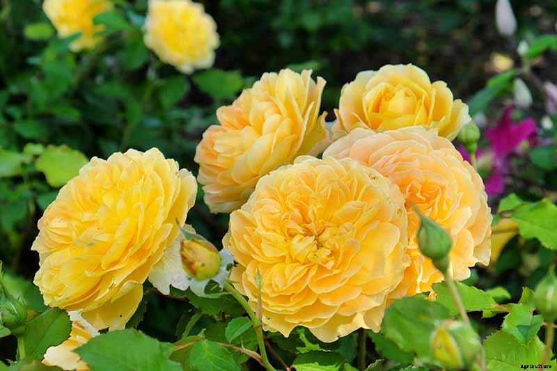 What Are the Different Types of Shrub Roses?