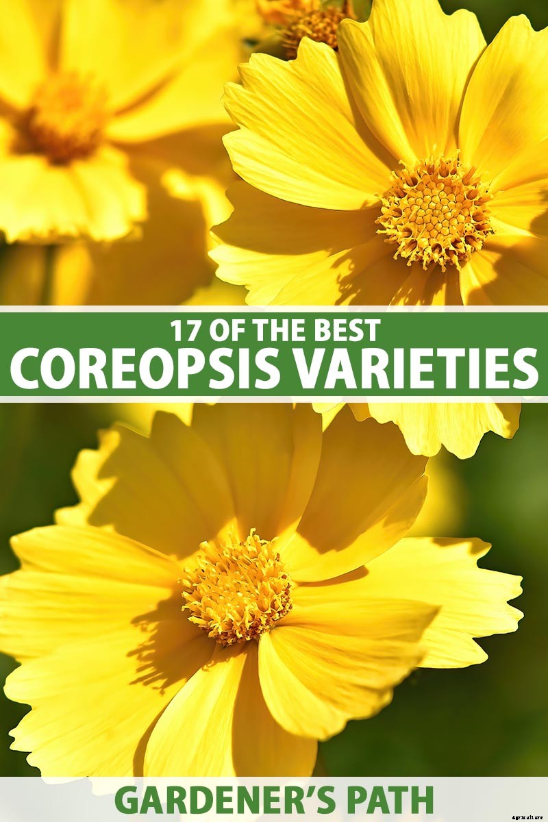 17 of the Best Coreopsis Varieties