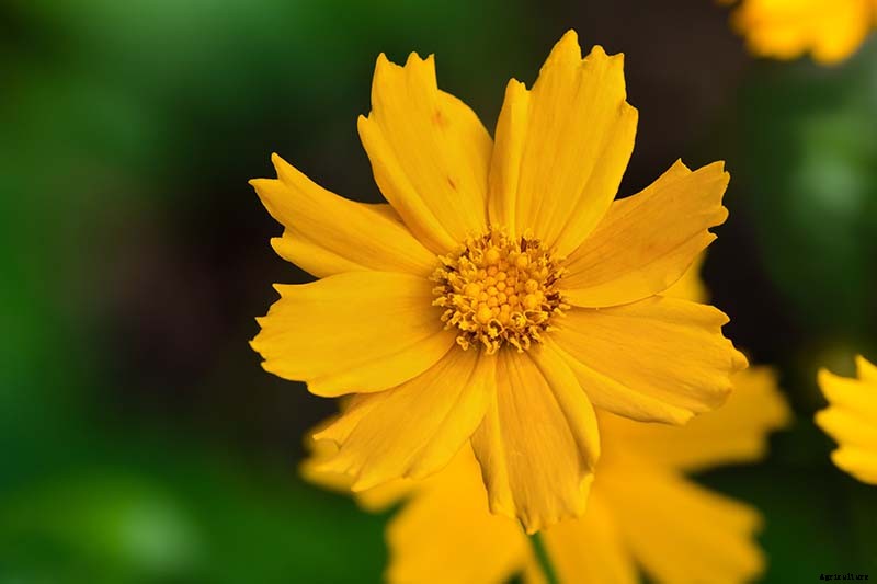 17 of the Best Coreopsis Varieties