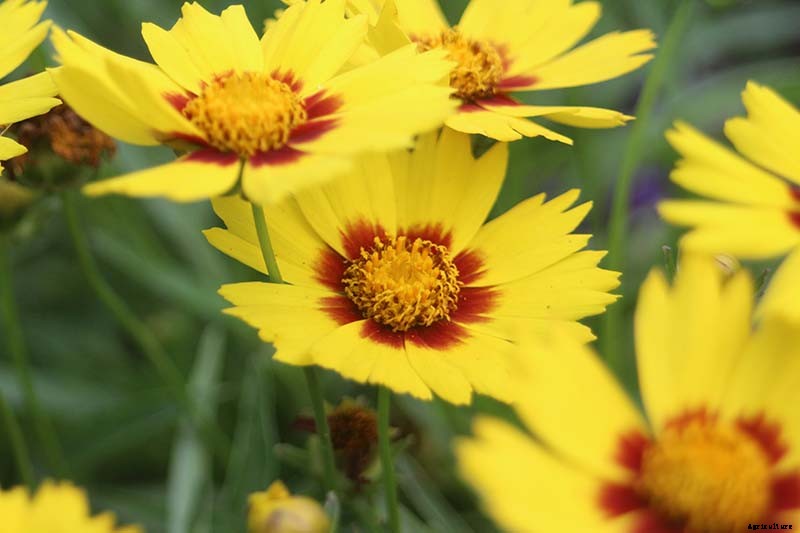 17 of the Best Coreopsis Varieties
