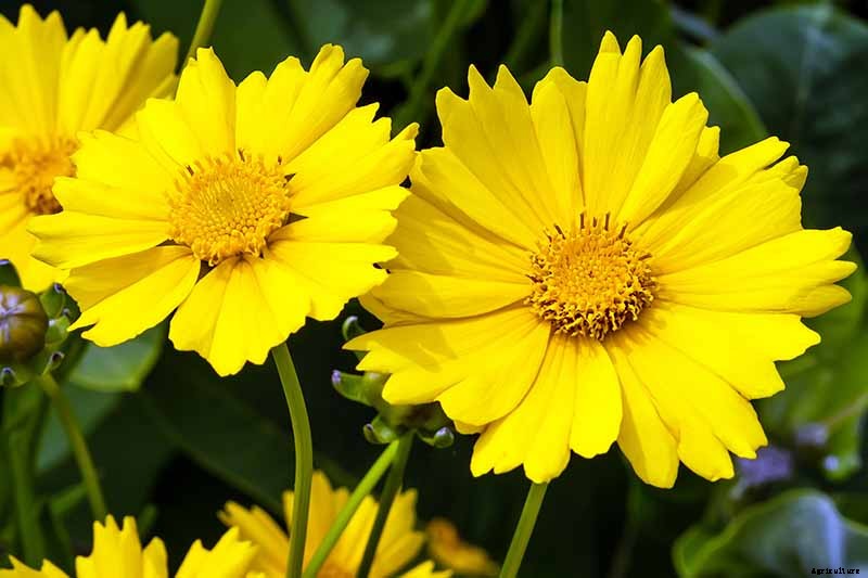 17 of the Best Coreopsis Varieties