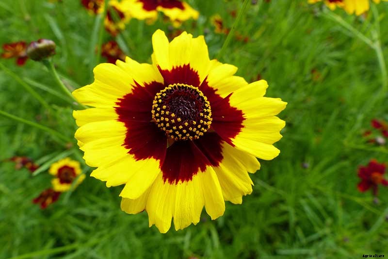 17 of the Best Coreopsis Varieties