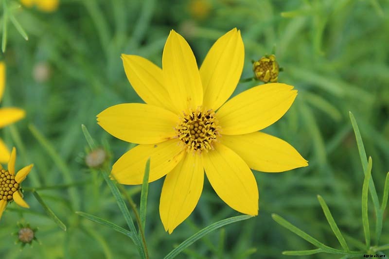17 of the Best Coreopsis Varieties