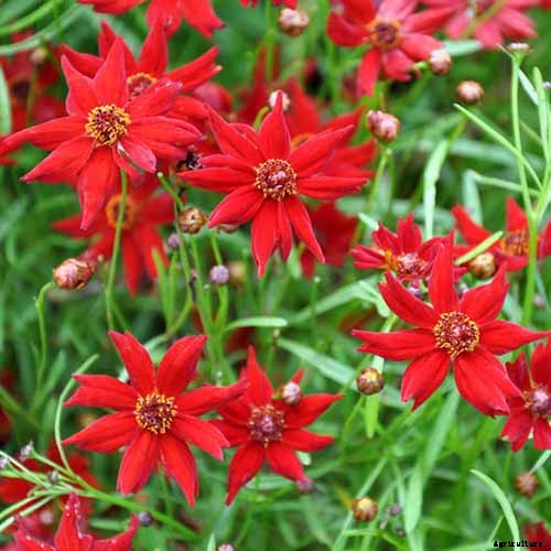 17 of the Best Coreopsis Varieties