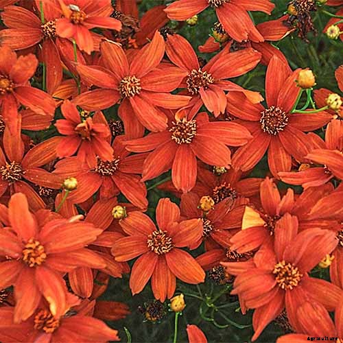 17 of the Best Coreopsis Varieties