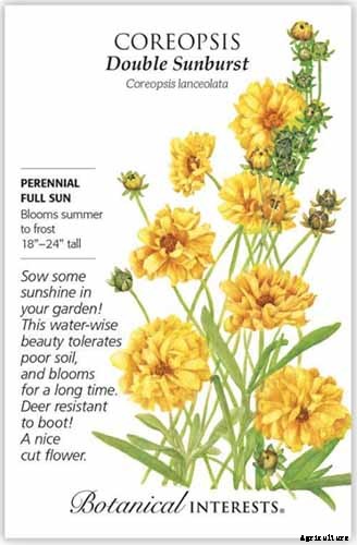17 of the Best Coreopsis Varieties