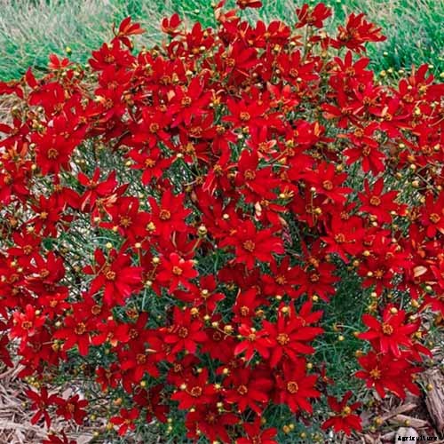 17 of the Best Coreopsis Varieties