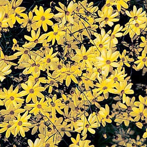 17 of the Best Coreopsis Varieties