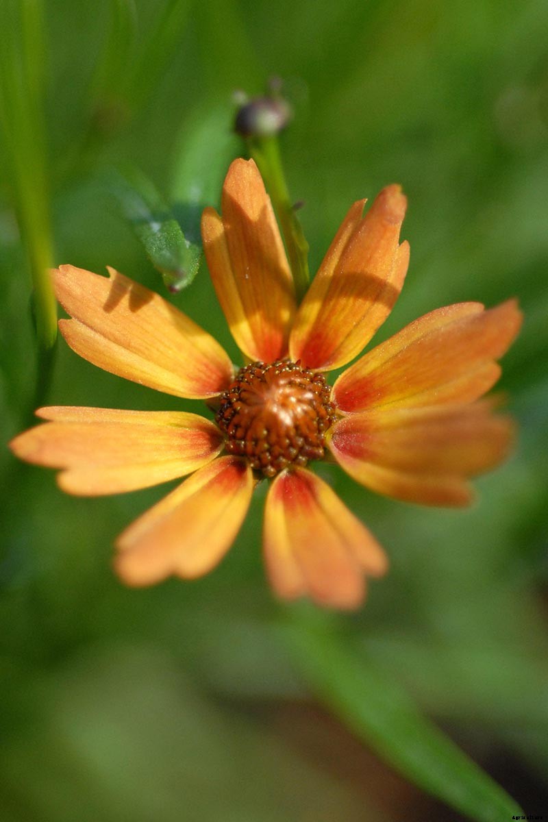 17 of the Best Coreopsis Varieties