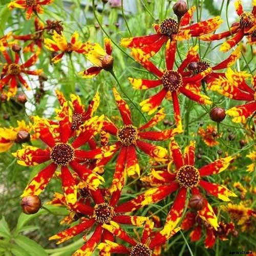 17 of the Best Coreopsis Varieties