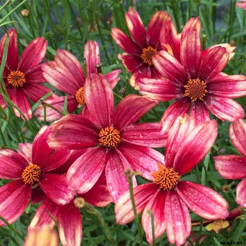 17 of the Best Coreopsis Varieties
