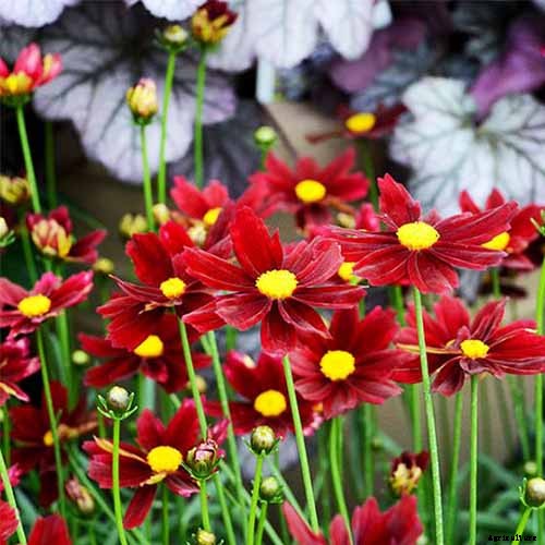 17 of the Best Coreopsis Varieties
