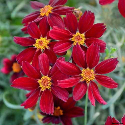 17 of the Best Coreopsis Varieties
