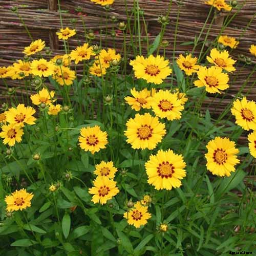 17 of the Best Coreopsis Varieties