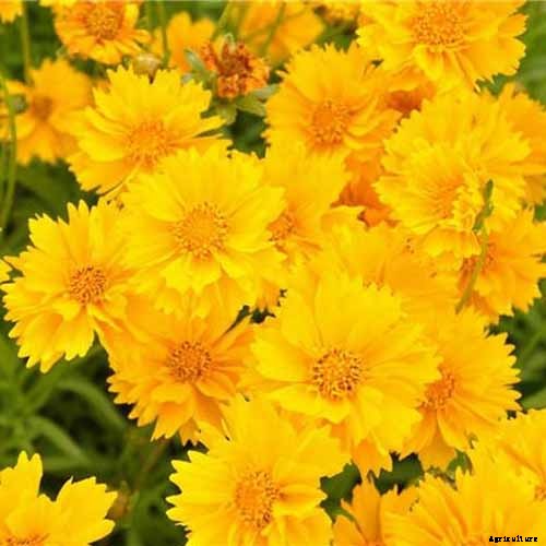17 of the Best Coreopsis Varieties