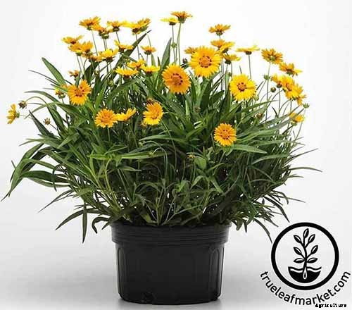 17 of the Best Coreopsis Varieties