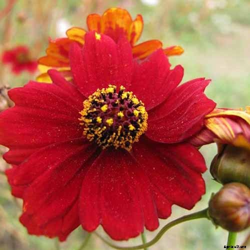 17 of the Best Coreopsis Varieties