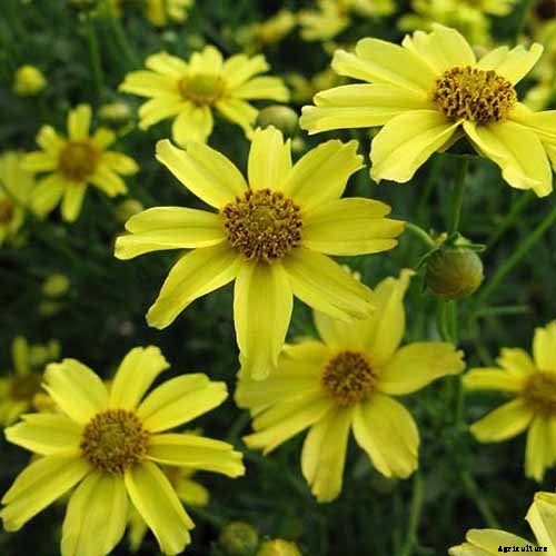 17 of the Best Coreopsis Varieties