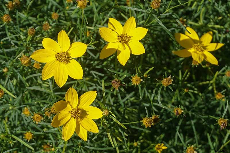 17 of the Best Coreopsis Varieties