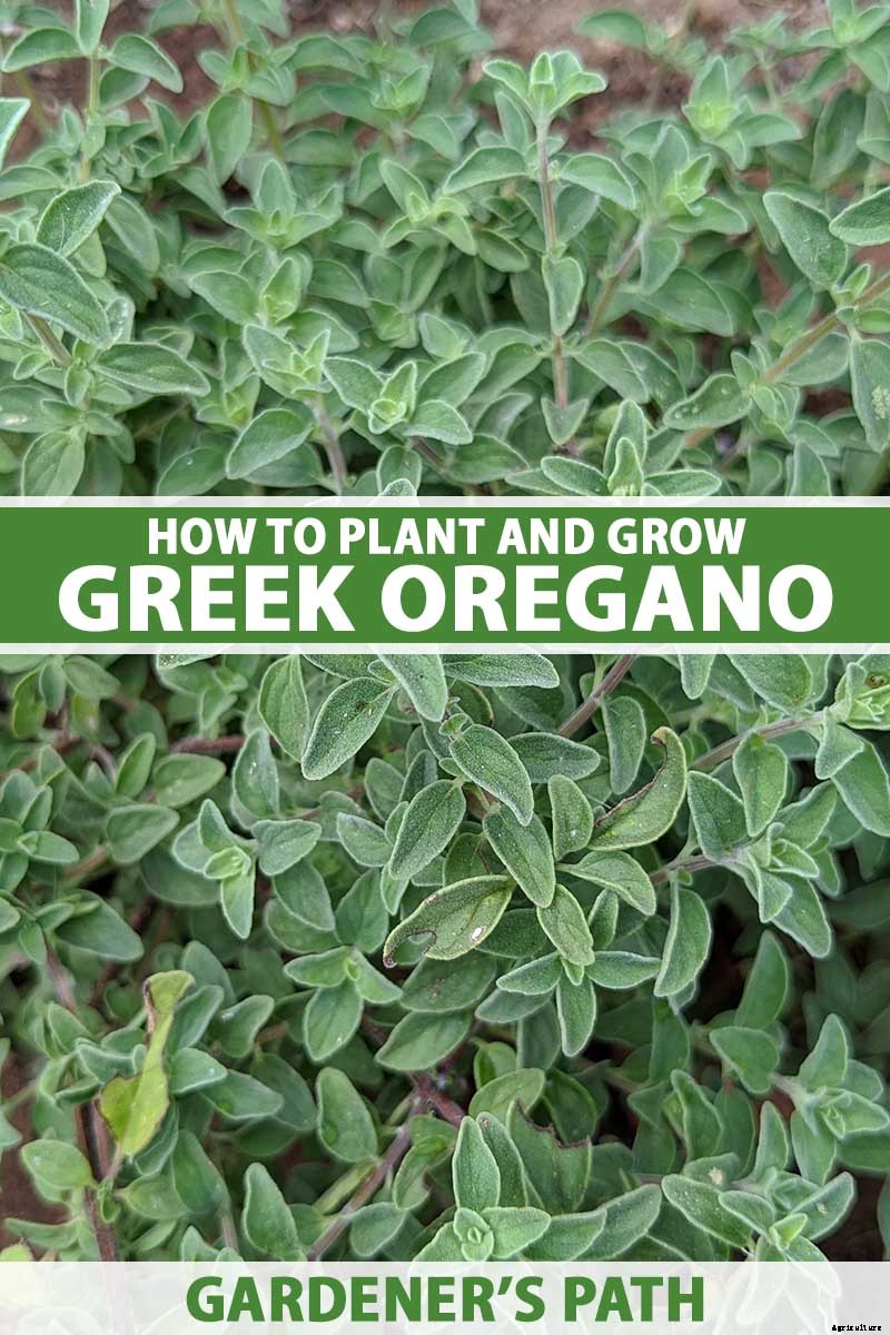 How to Grow Flavorful Greek Oregano