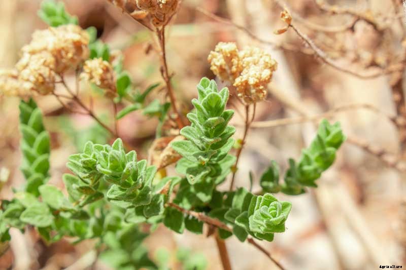 How to Grow Flavorful Greek Oregano