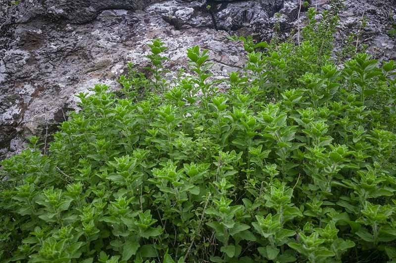 How to Grow Flavorful Greek Oregano